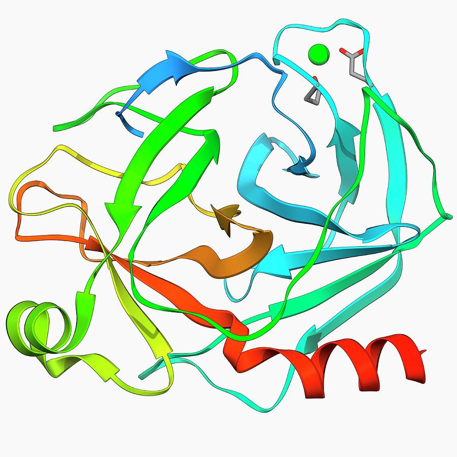 Трипсин протеаза