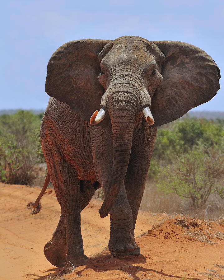 Tsavo Elephant Photograph by Tony Beck