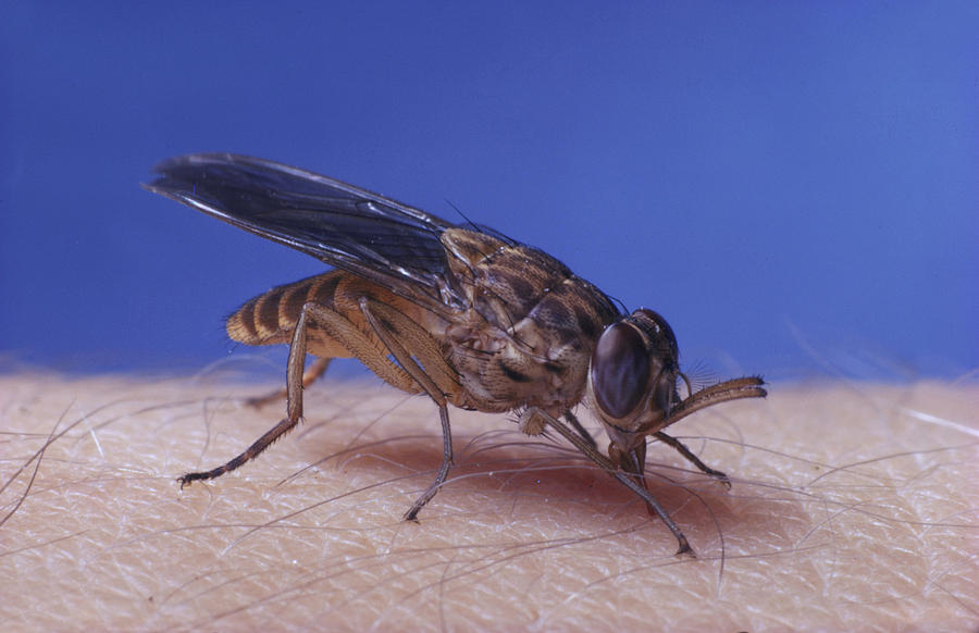 Tsetse Fly Glossina Austeni Photograph by Oxford Scientific