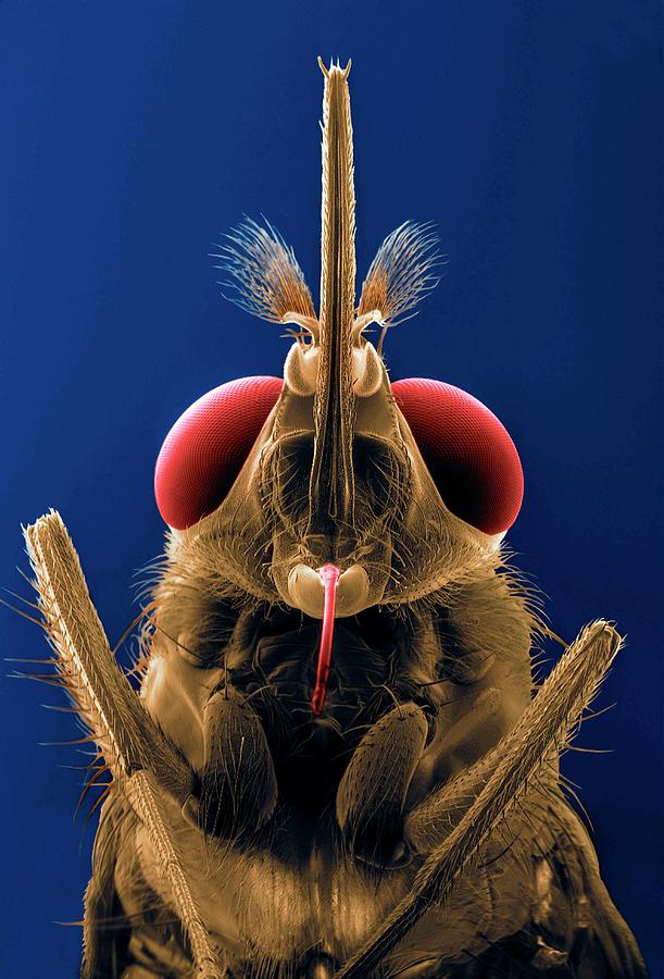 Tsetse Fly Photograph by Thierry Berrod, Mona Lisa Production/ Science Photo Library