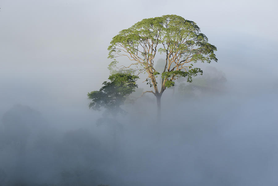 Tualang Tree Above Rainforest Mist Photograph by Chien Lee