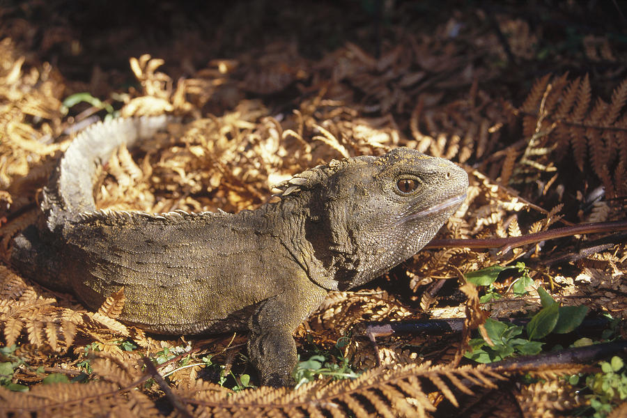 Tuatara 70 Year Old Male New Zealand Photograph By Tui De Roy - Fine 