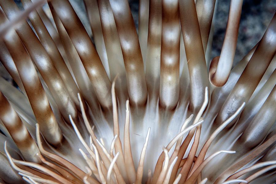 Tube Anemone Tentacles Photograph by Ethan Daniels