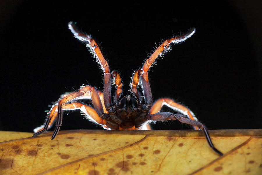 Tube Trapdoor Spider Photograph by Science Photo Library Tube Trapdoor Spider Photograph by Science Photo Library