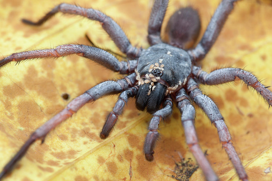 Tube Trapdoor Spider With Mites Photograph by Melvyn Yeo