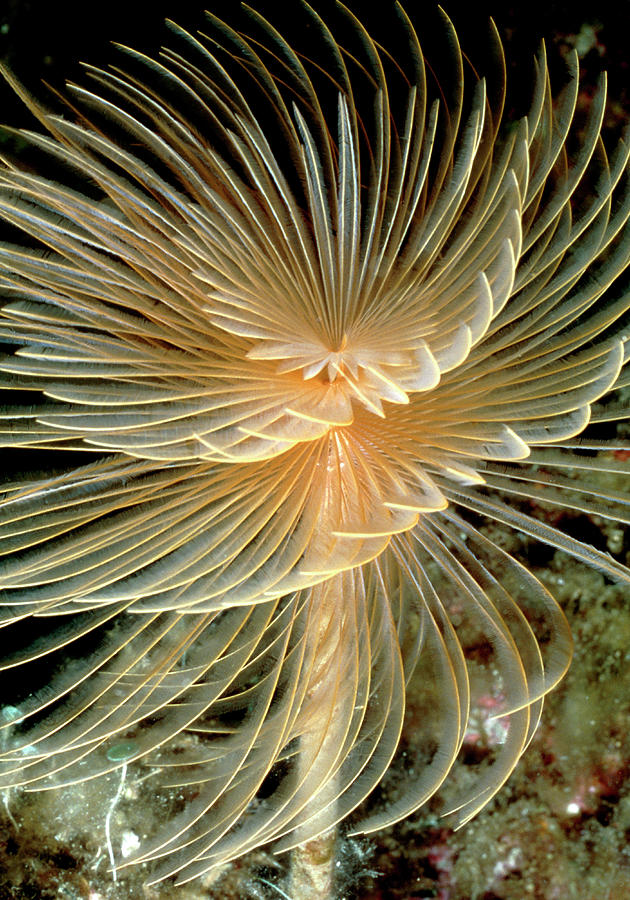 Tube Worm With Its Tentacles Extended Photograph by Rudiger Lehnen/science Photo Library