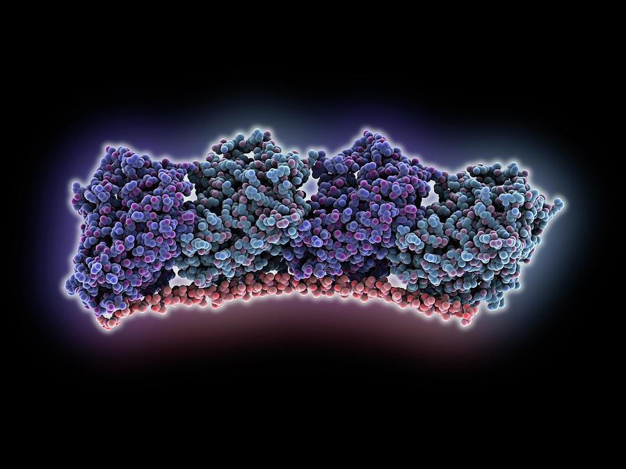 tubulin-complexed-with-stathmin-like-protein-photograph-by-laguna