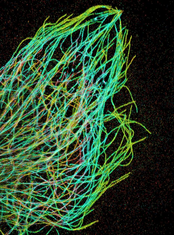 Tubulin Microtubules Photograph by National Institutes Of Health
