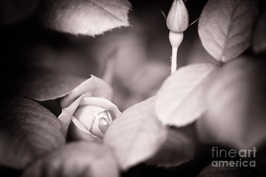 Rose Photograph - Tucked Away by Lisa McStamp