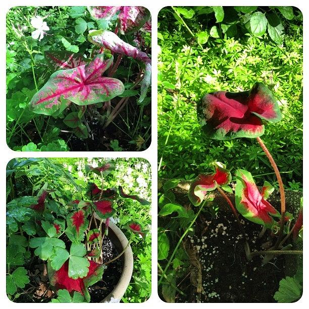 Garden Photograph - Tucked In A Few #caladium #plants This by Teresa Mucha