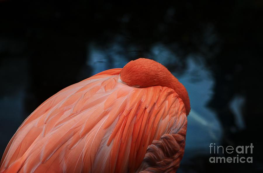 Flamingo Photograph - Tucked in by Dorothy Hilde