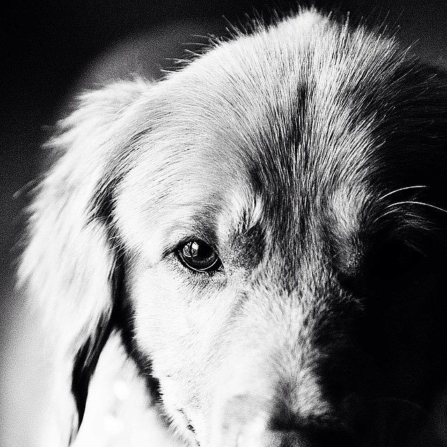 Dog Photograph - Tucker by Scott Pellegrin