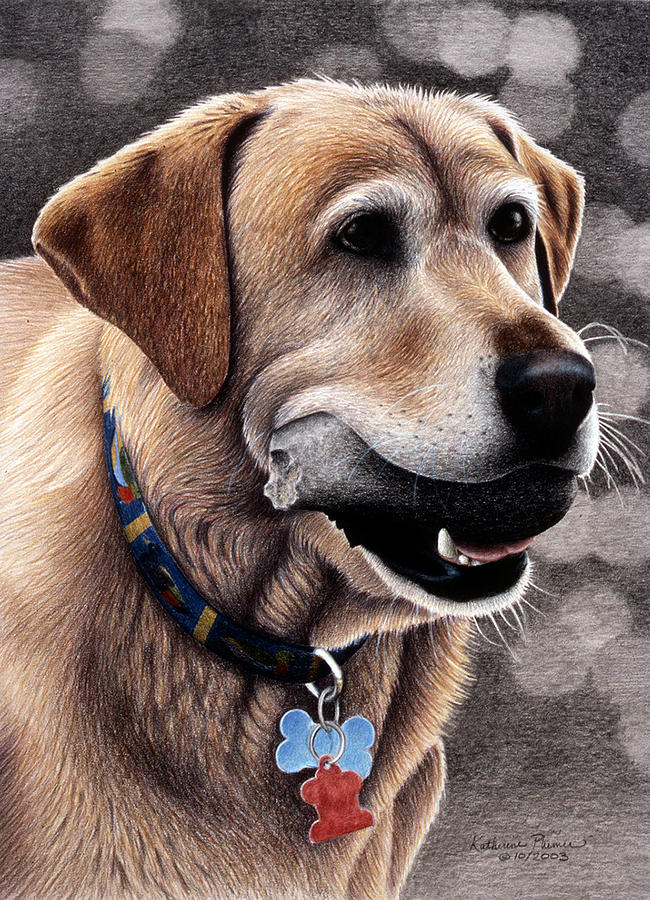 Dog Drawing - Tucker by Katherine Plumer