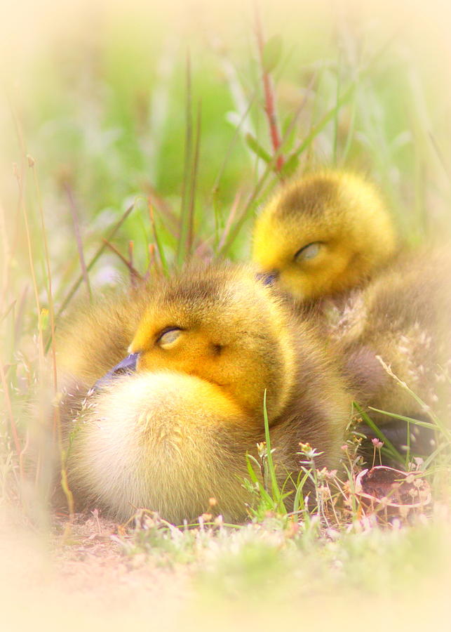 Goose Photograph - Tuckered Out - Goose - Bird - Babies by Travis Truelove