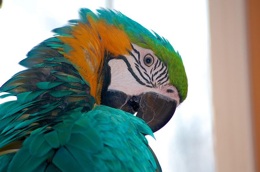 Macaw Photograph - Tuco by Jim Cortez