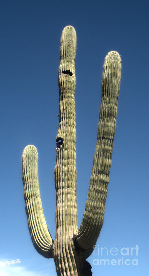 Tucson Photograph - Tucson Arizona Cactus by Gregory Dyer