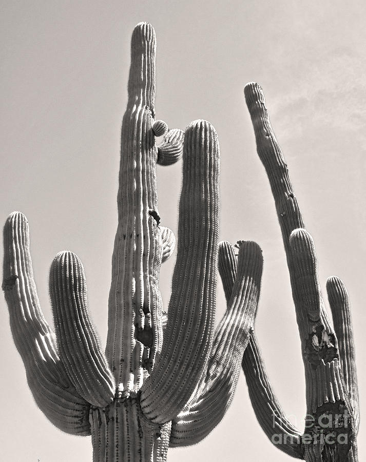 Tucson Arizona Sepia Catus Photograph By Gregory Dyer - Fine Art America