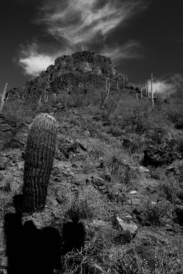 Tucson Cactus Photograph by Scott Cunningham