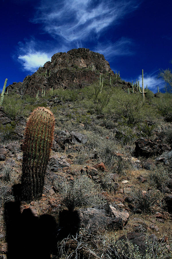 Tucson Catcus Photograph by Scott Cunningham