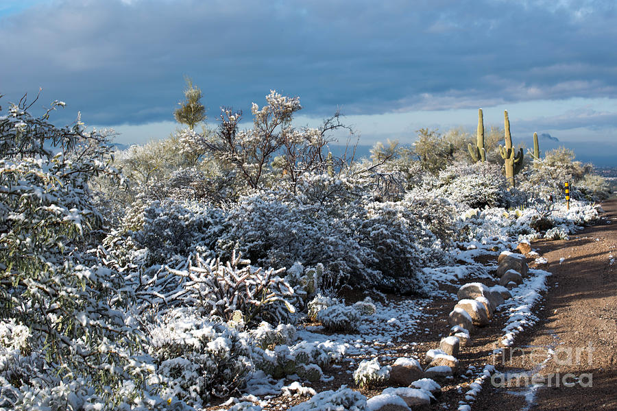 Tucson Covered in Snow Photograph by Michael Moriarty