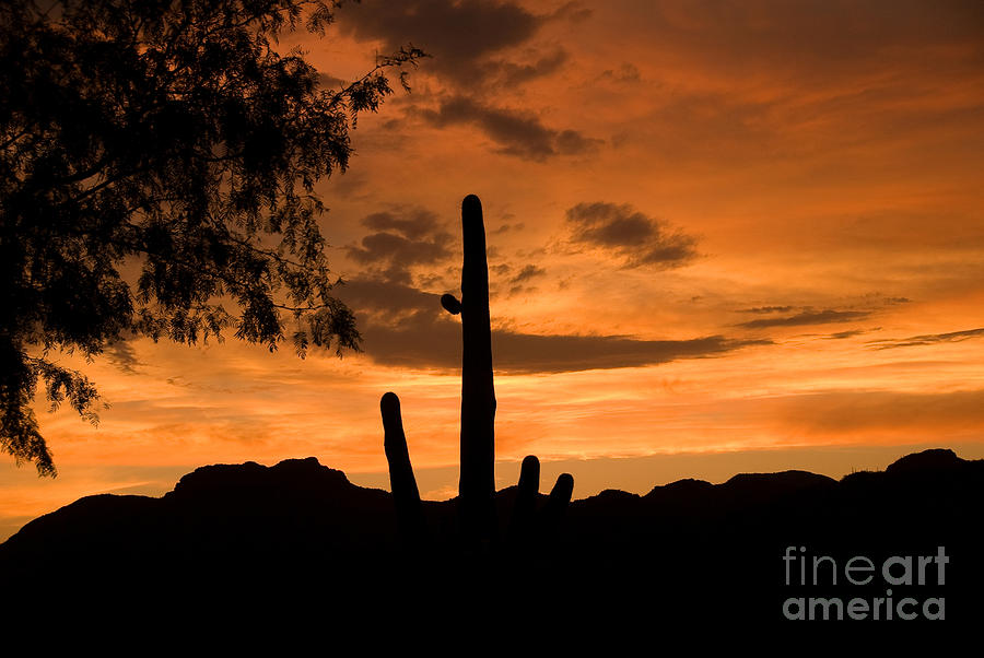 Sunset Photograph - Tucson Sunset by Ellen Thane