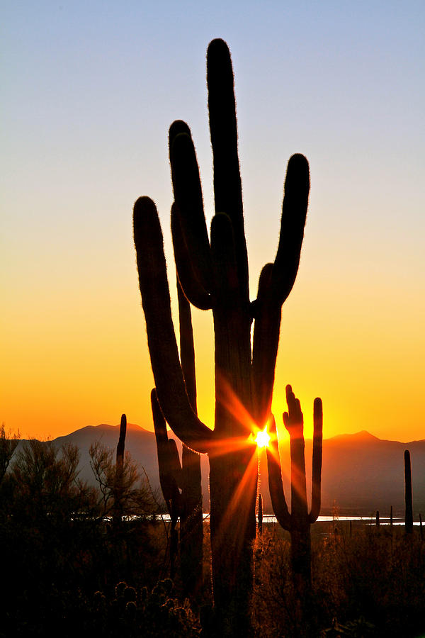Tucson Sunset Saguaro National Park Photograph by Ed Riche