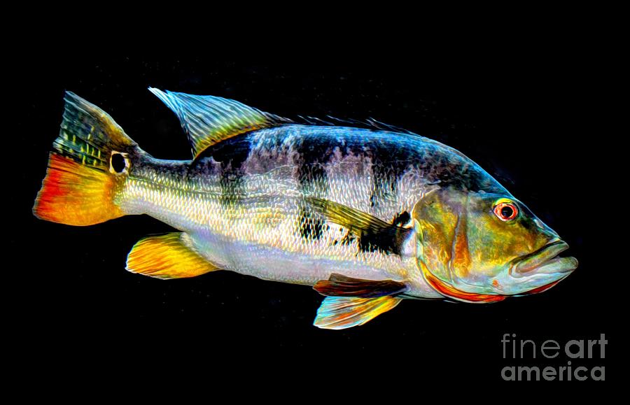 Fish Photograph - Tucunare-Peacock Bass by Savannah Gibbs