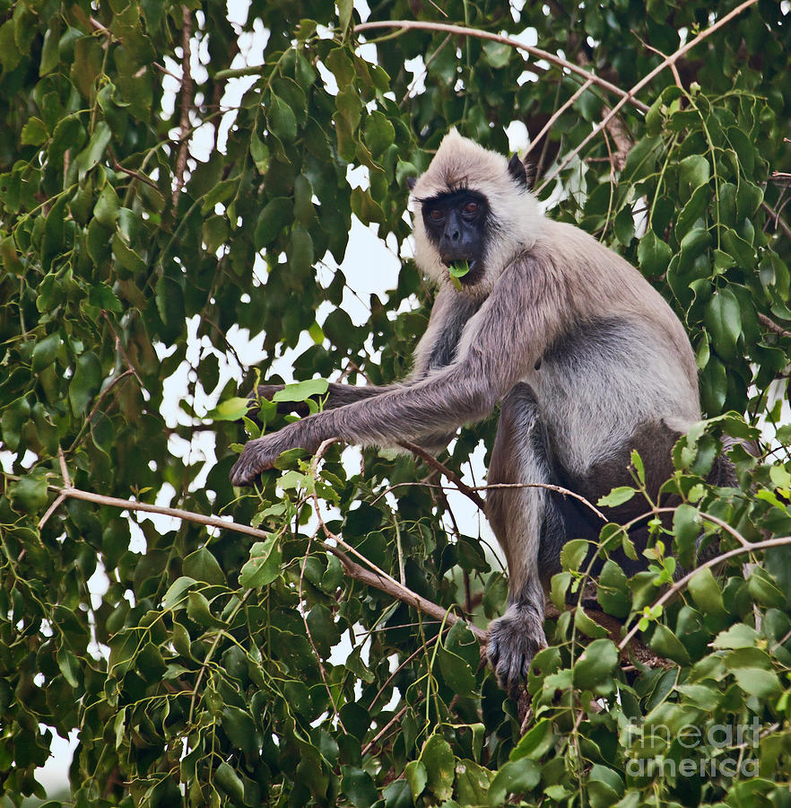 Tufted Grey Langur Monkey  Semnopithecus priam priam Photograph by Liz Leyden