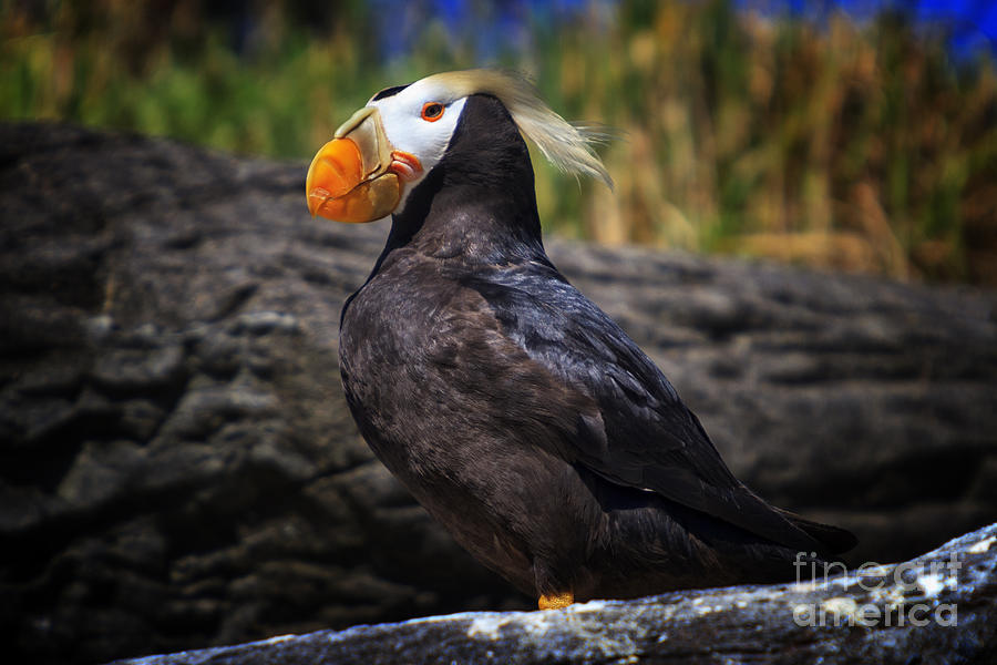Puffin Photograph - Tufted Puffin by Mark Kiver