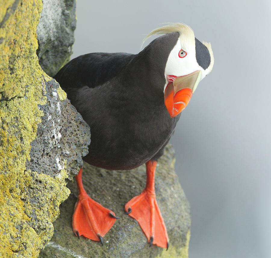 Tufted Puffin On Cliff Looking At Camera Photograph by Richard Mcmanus