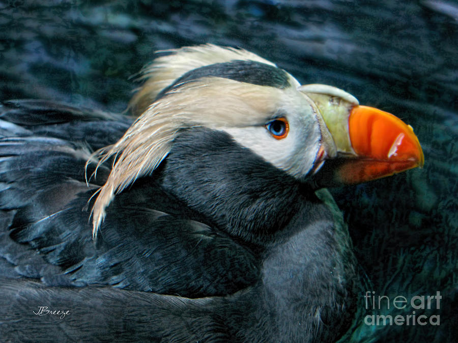 Tufted Puffin Profile Photograph by Jennie Breeze