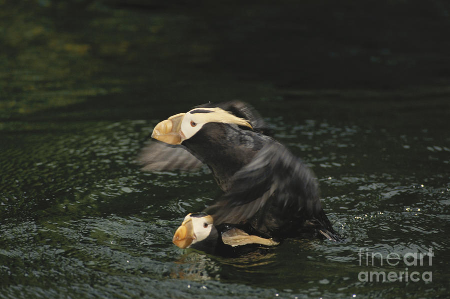 Puffin Photograph - Tufted Puffins Mating by Mark Newman