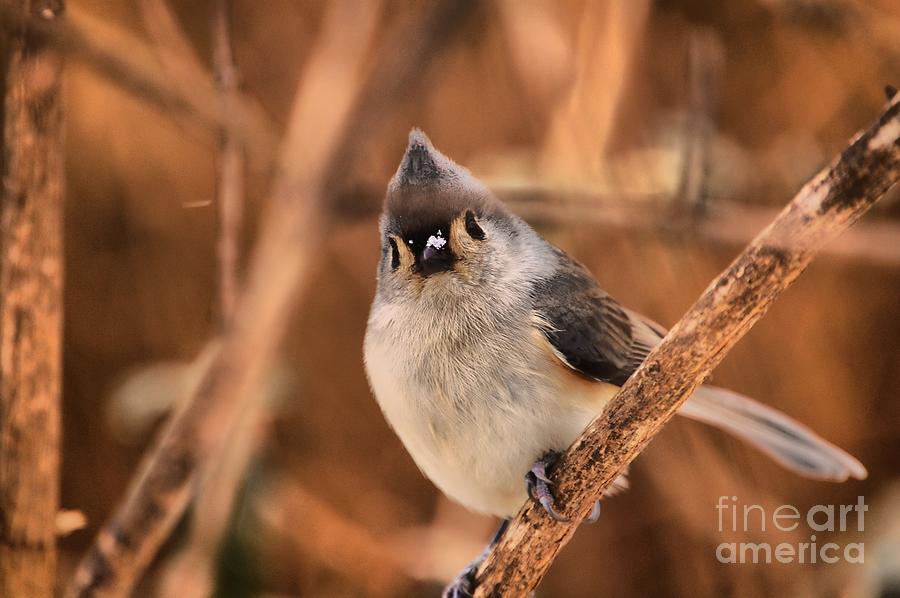 Tufted Tit Mouse Bird With A Dash of Snow Flakes  Photograph by Peggy Franz