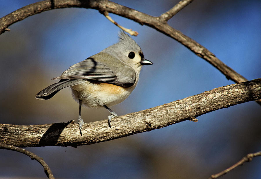 Tufted Titmouse - 1 Photograph by Lana Trussell