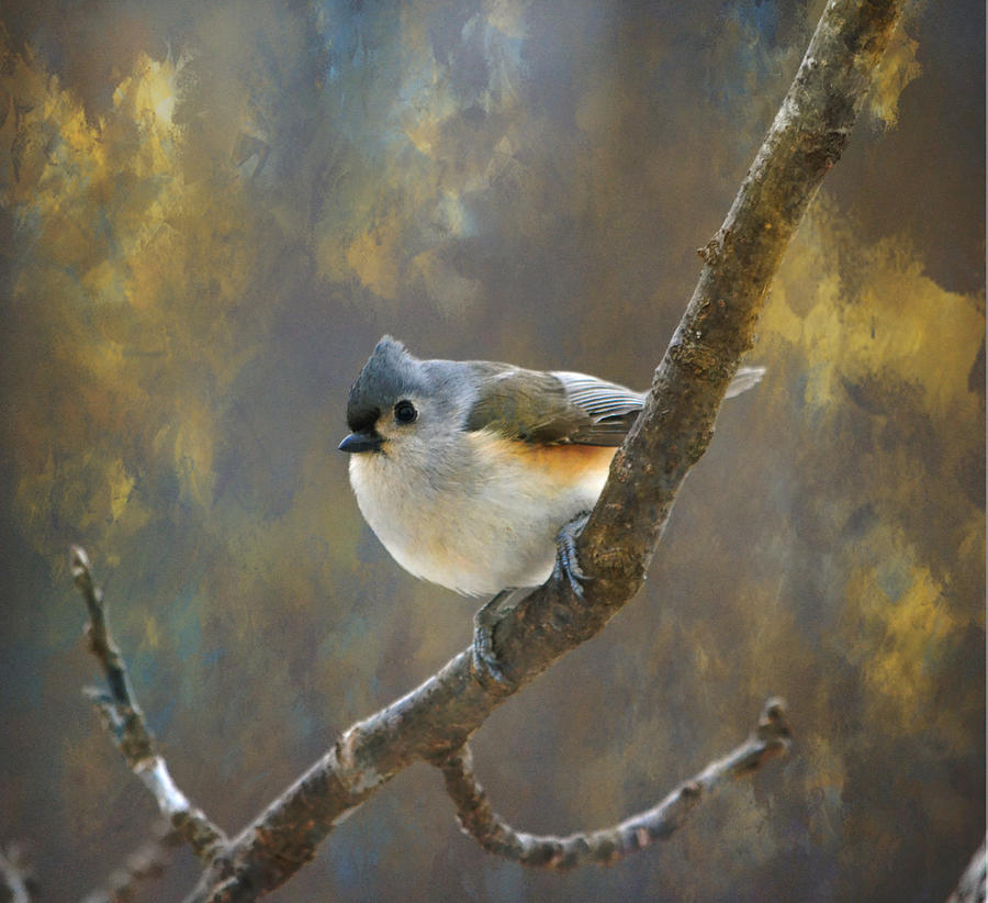Tufted Titmouse 2 Photograph by Deena Stoddard