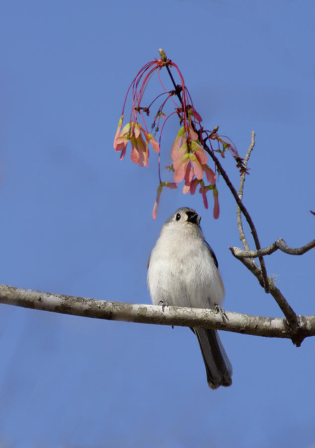 Tufted Titmouse And Maple Keys Photograph by Daniel Reed