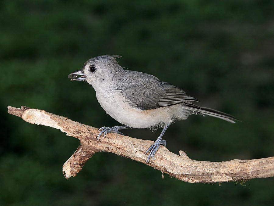 Tufted Titmouse and Seed Photograph by Theo