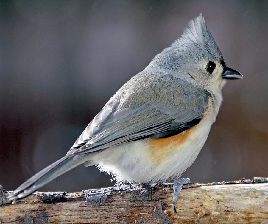 Tufted Titmouse Animal Portrait Photograph by A Gurmankin