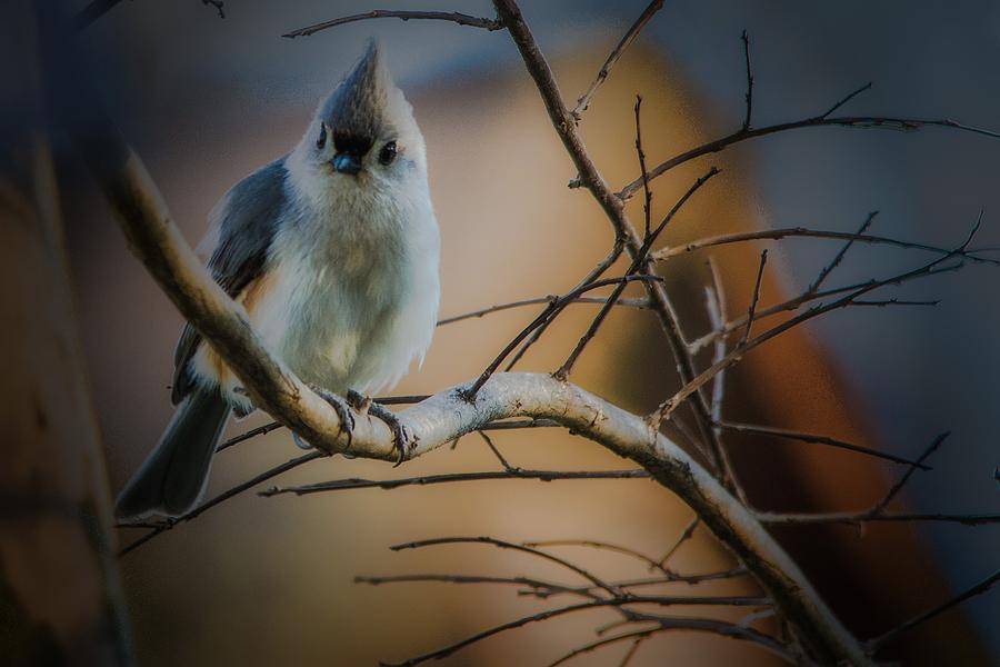 Tufted Titmouse Photograph by Barry Jones