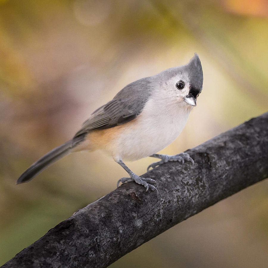 Tufted Titmouse Photograph by Bill Wakeley
