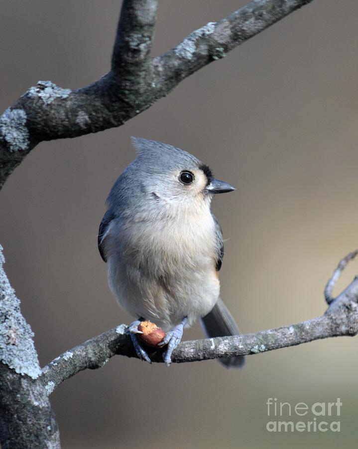Titmouse Photograph - Tufted Titmouse by Charles Trinkle
