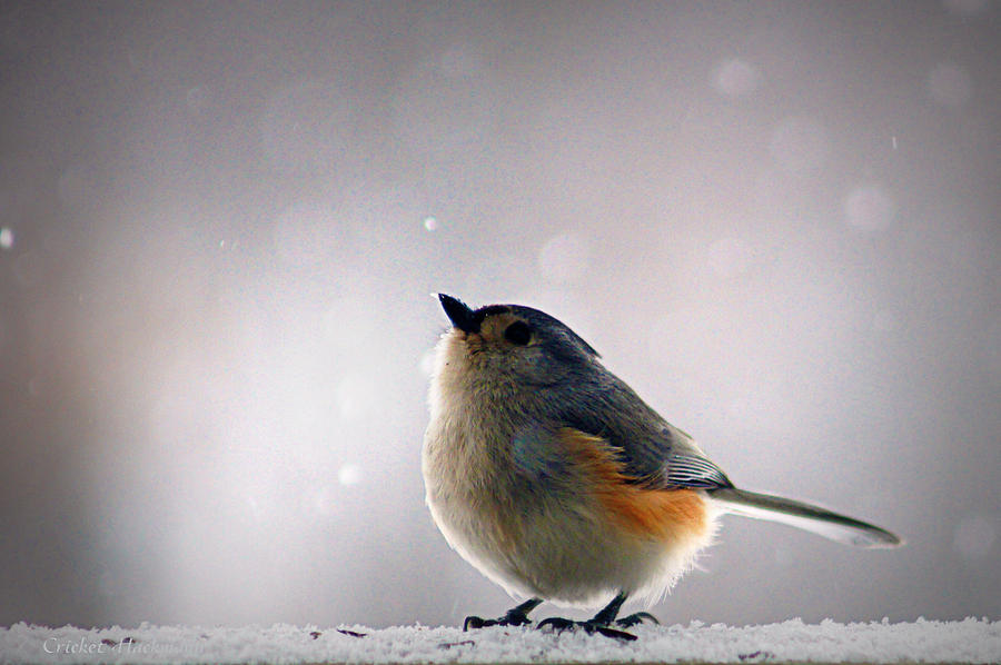 Tufted Titmouse Photograph by Cricket Hackmann