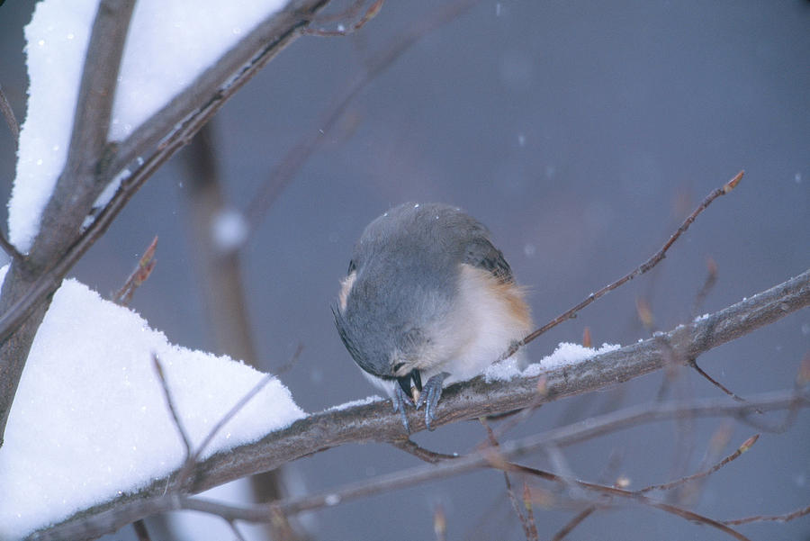 Tufted Titmouse Eating Seeds Photograph by Paul J. Fusco