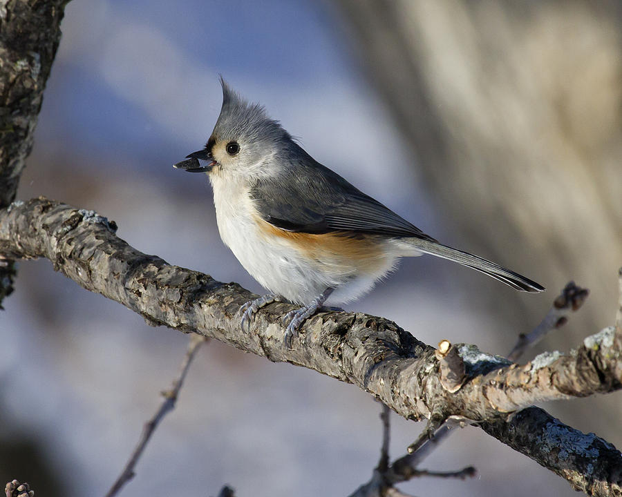 Nature Photograph - Tufted Titmouse by Eric Mace