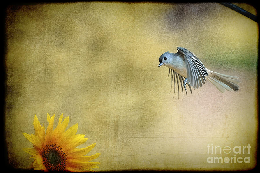 Sunflower Photograph - Tufted Titmouse flying over flower by Dan Friend