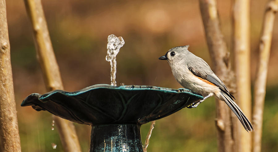 Tufted Titmouse Getting A Drink Photograph by Michael Whitaker