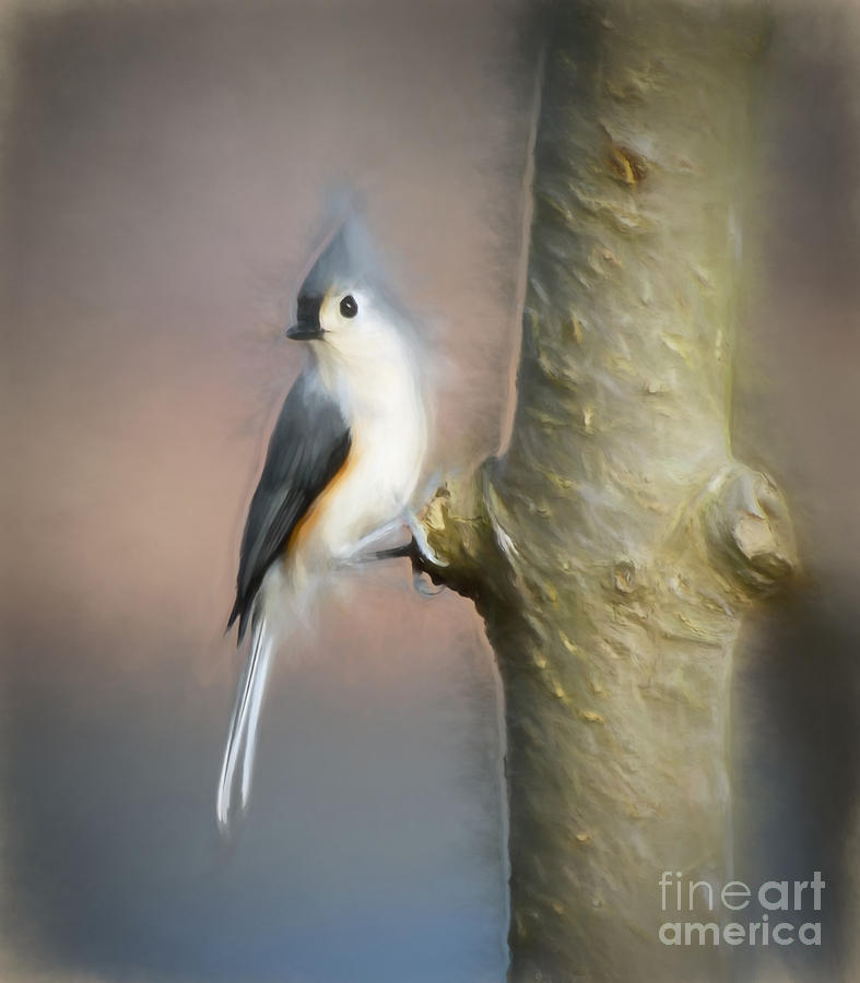 Tufted Titmouse Holding On Photograph by Kerri Farley