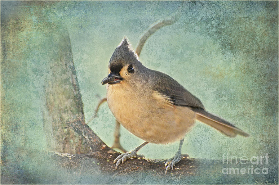 Tufted Titmouse III Photograph by Debbie Portwood