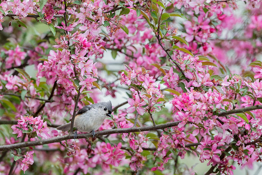Titmouse Photograph - Tufted Titmouse In A Pear Tree by Bill Wakeley