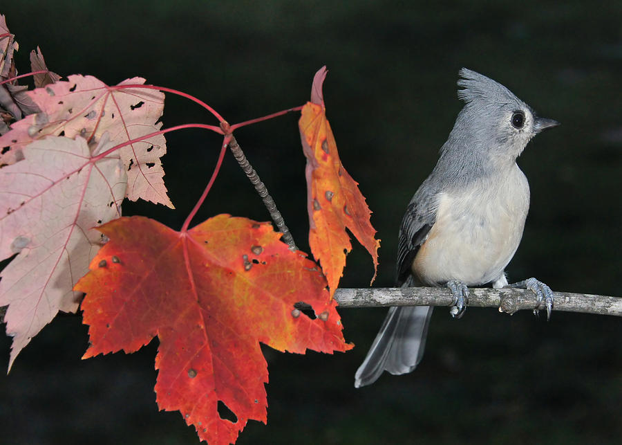 Tufted Titmouse in Autumn Serenity Photograph by Leda Robertson